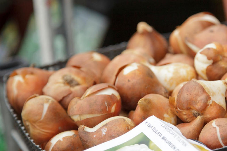 How to Store Tulip Bulbs?