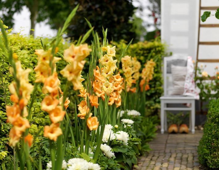 Tips for Growing and Using Gladiolus