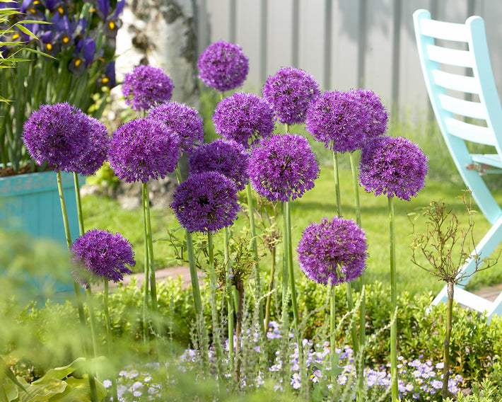 Alliums: Glorious Globes Providing Constant Color