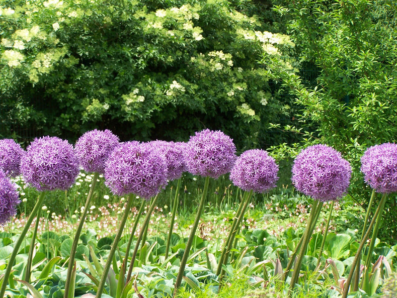 How to Plant Allium Bulbs?