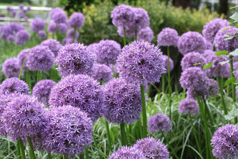 Allium Globemaster
