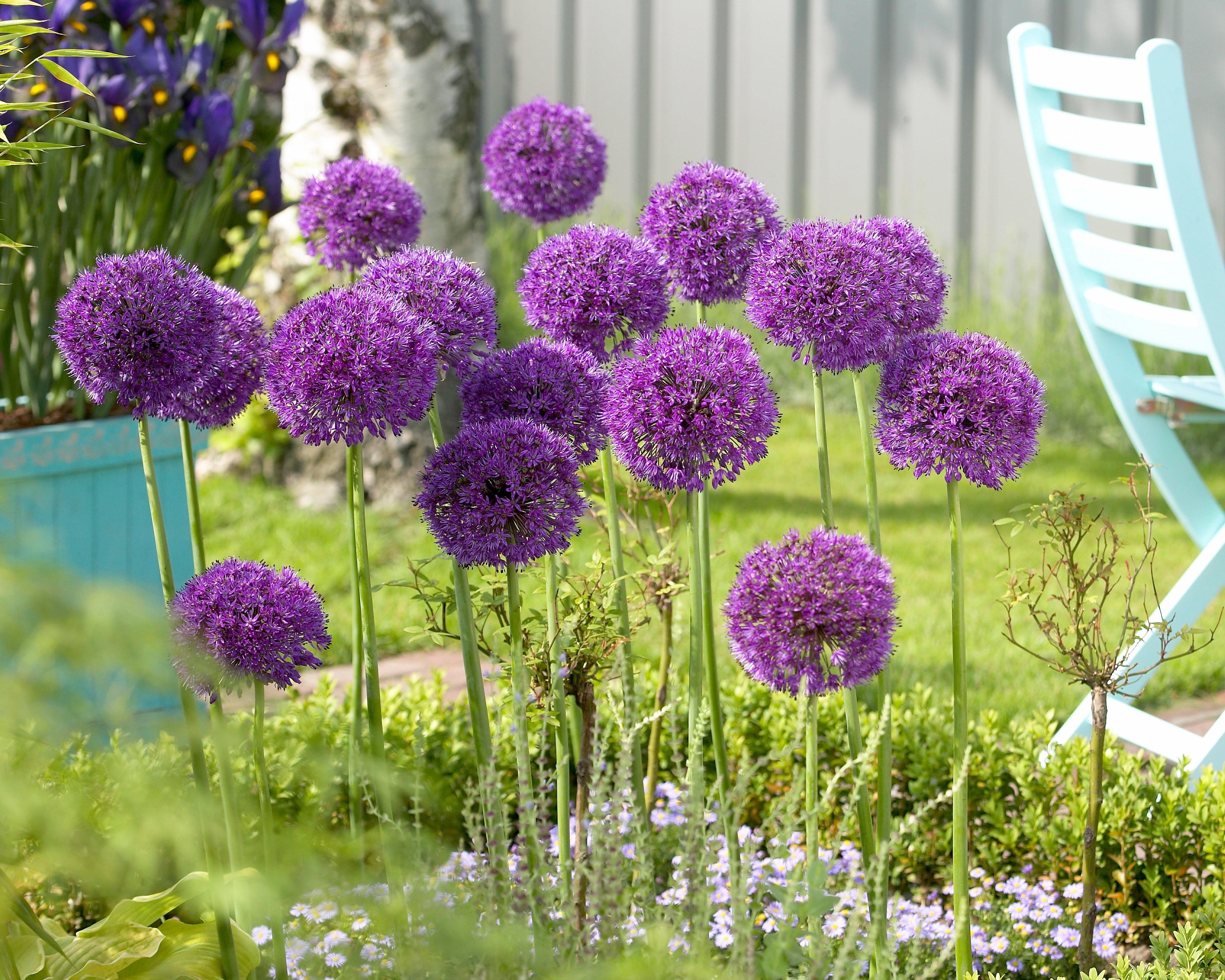 Purple Garden Purple Garden