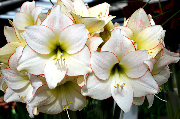 Jumbo Amaryllis bulb varieties for indoors and outdoors