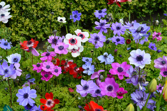 Anemones – Easy growing eye catchers