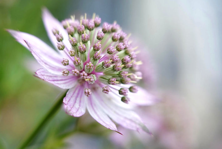 How to Grow Astrantia (Masterwort)