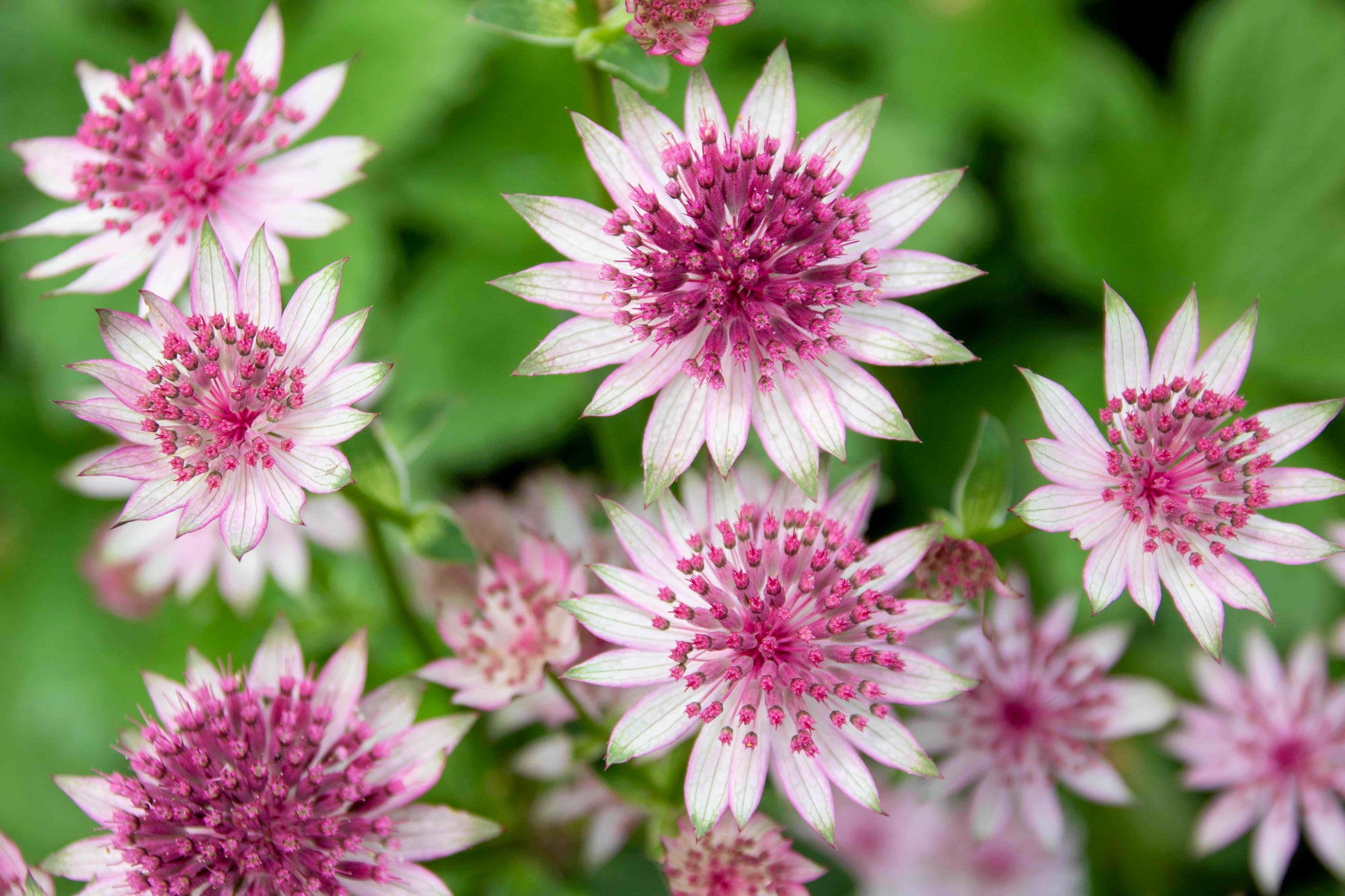 Growing Guide How to Grow Astrantia