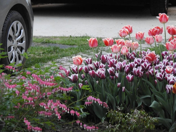 The life cycle of your flower bulbs