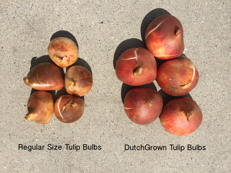 Are Dutch Flower Bulbs Really the Best?