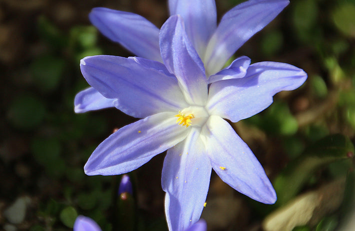 Chionodoxa Lucilea - Glory of the Snow