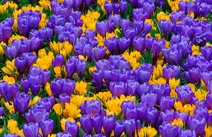 Crocus Lower Classifications