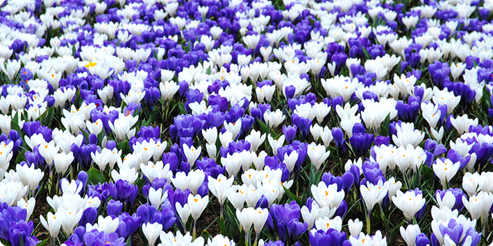 Crocus, spring’s first bright color