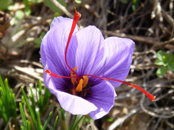 How to Grow Saffron?