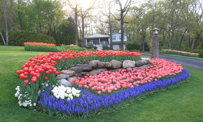 Garden Bulbs: The Easy Way to Fill Your Garden with Color