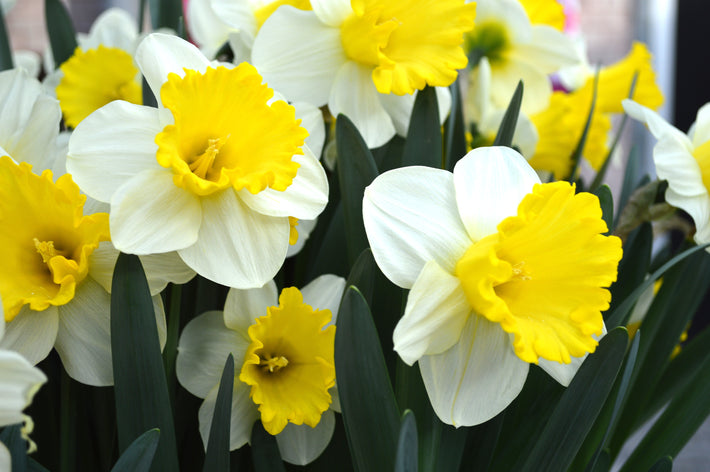 What to Do After Tulips and Daffodils Are Finished Flowering in the Spring