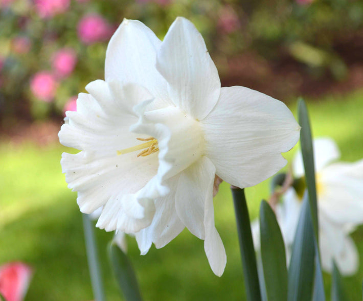 Featured Variety: Trumpet Daffodils