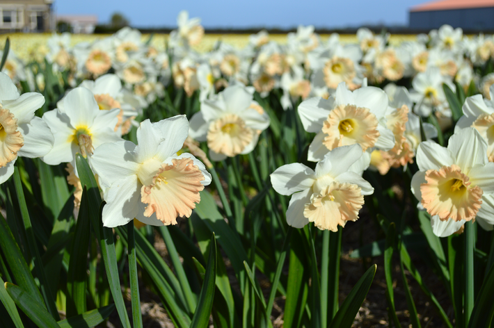 Shakespeare in Bloom