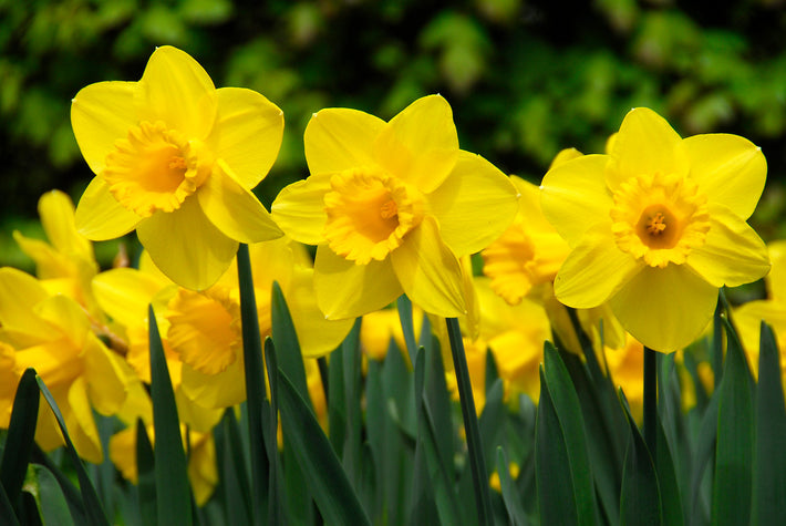 Instant Happiness - Planting a Yellow Garden