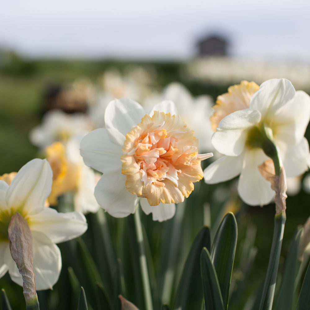 How Deep Do You Plant Daffodil Bulbs? DutchGrown™
