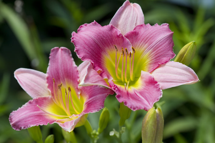 Growing Guide: How to Grow Day Lily (Hemerocallis)