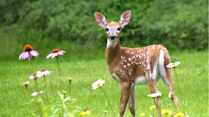 Deer Resistant Flower Bulbs