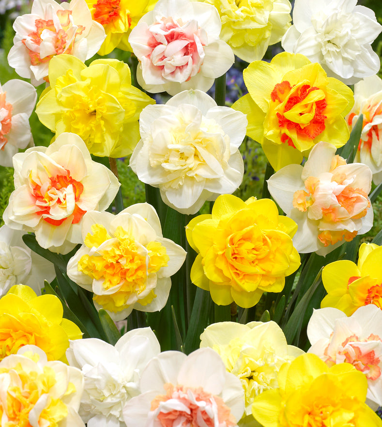 Daffodils, The Spring Bringers