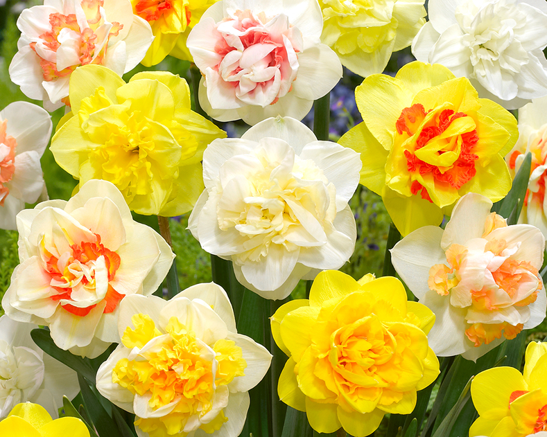 Planting Daffodil Bulbs