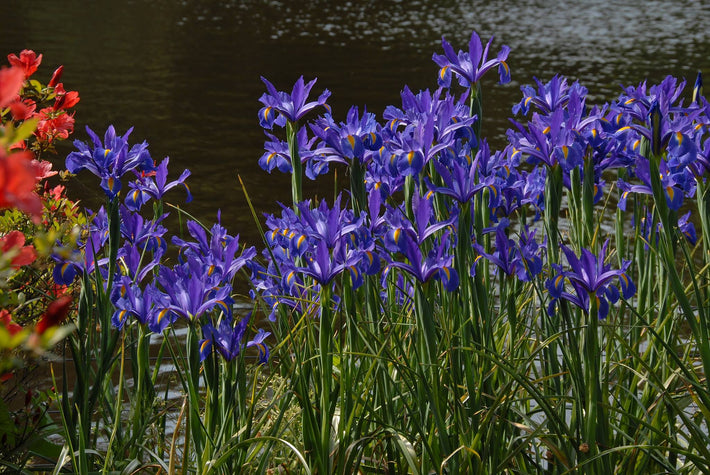 How To Store Iris Bulbs?