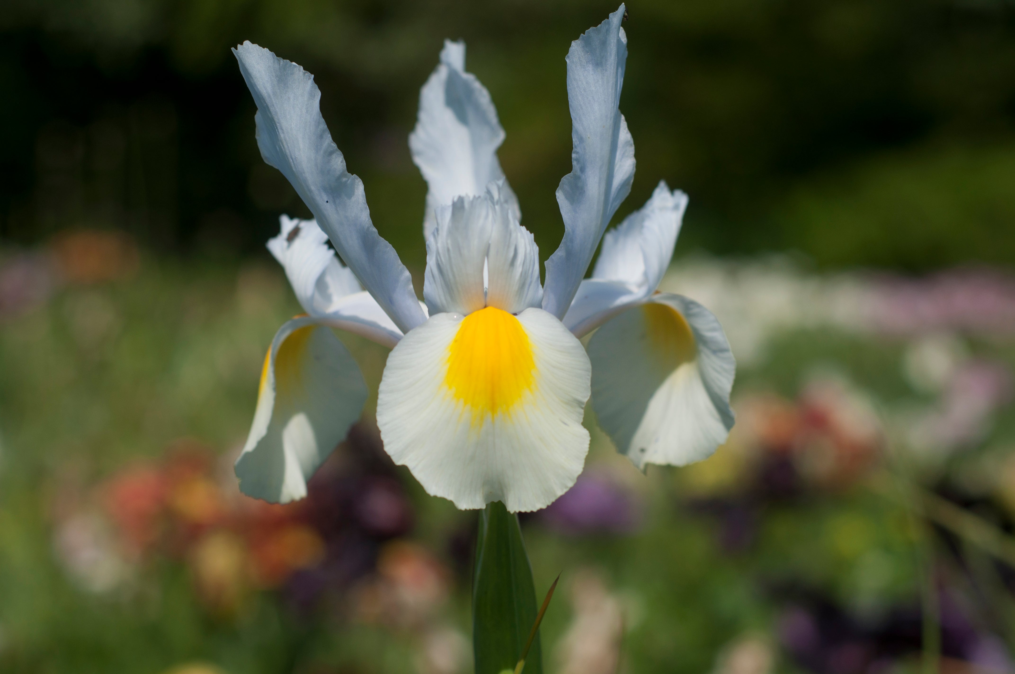 Irises Flower Bulbs DutchGrown™