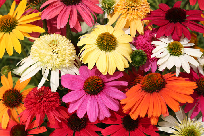 All About Echinacea (aka Coneflowers)