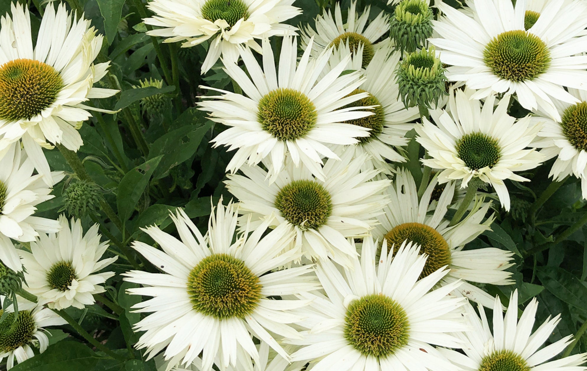Growing Guide How to Grow Coneflowers DutchGrown