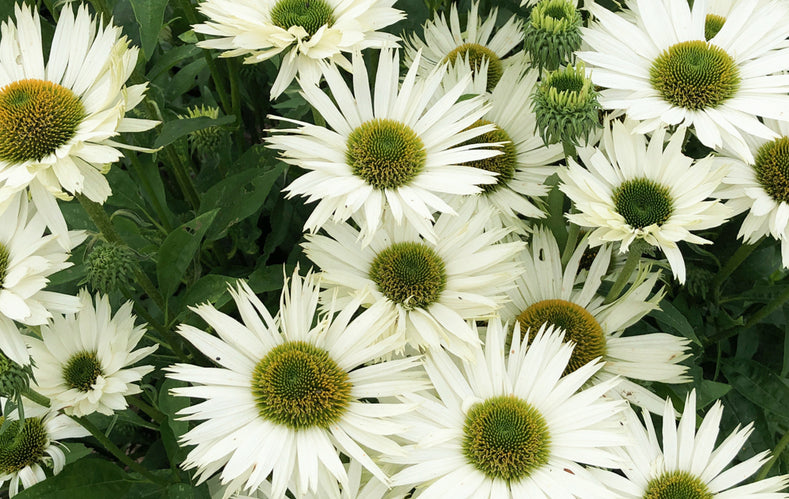 Growing Guide: How to Grow Coneflowers (Echinacea)
