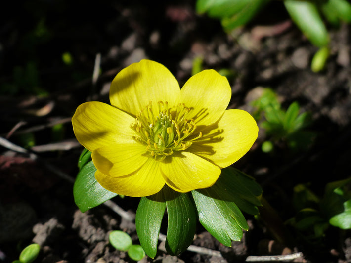 Bulb Me Up Buttercup - Eranthis Hyemalis (Winter Aconite)