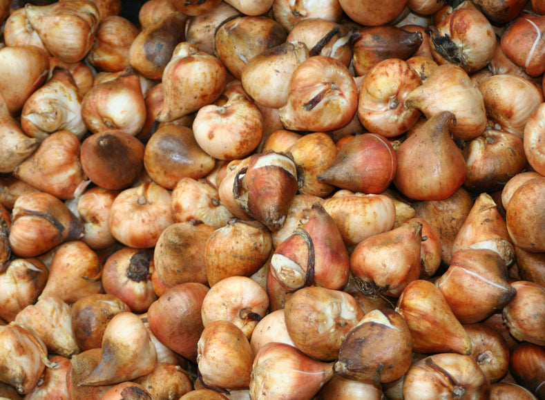 How to Save Tulip Bulbs?