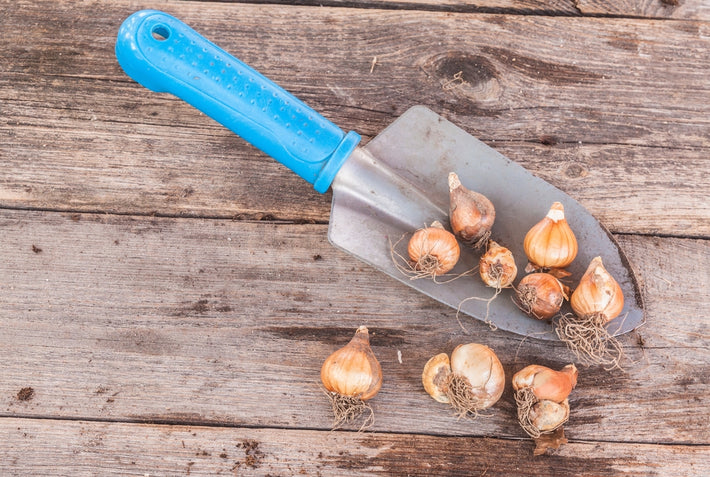 Should bulbs be lifted after flowering?