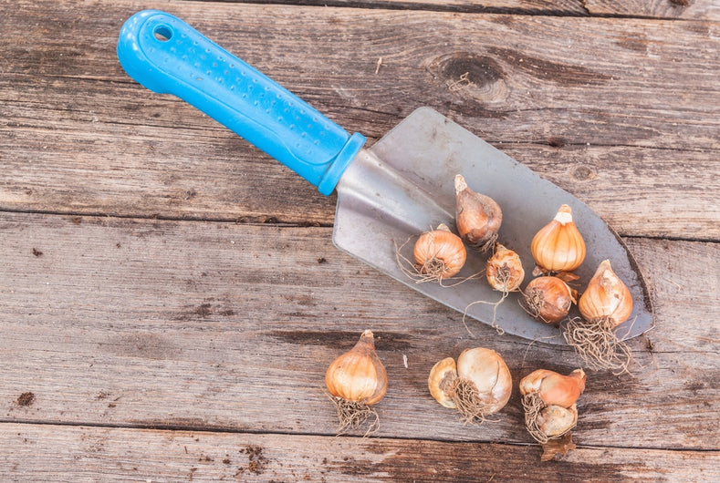 Should bulbs be lifted after flowering?