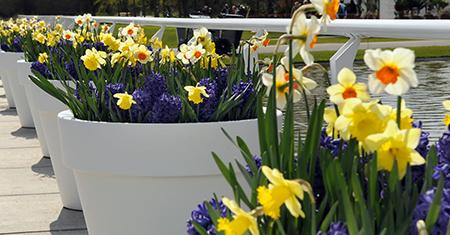 How To Plant Bulbs In Pots?