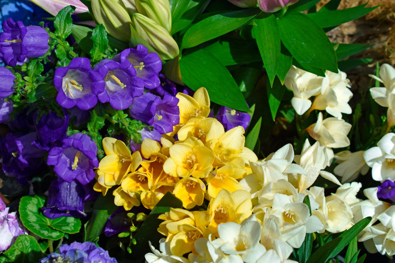 Growing Guide: How to Grow Freesias