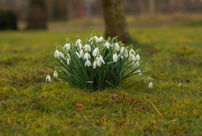 Top 10 Naturalizing Flower Bulbs For Easy Gardening