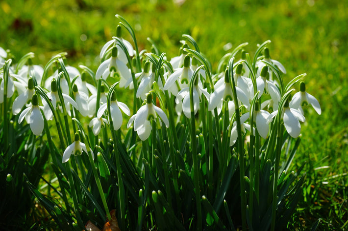 Super Size Snowdrops for Spring’s First Sparkle