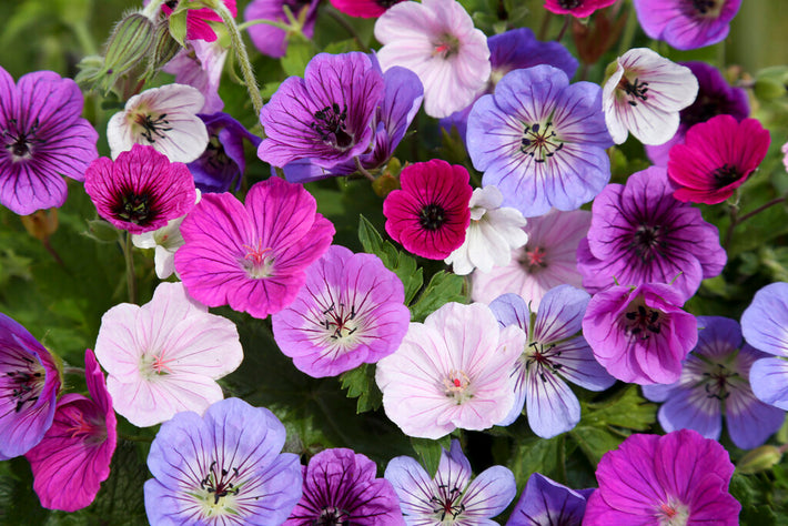 Growing Guide: How to Grow Geranium