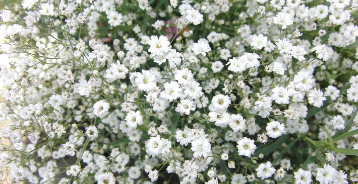 Growing Guide: How to Grow Gypsophila (Baby's Breath)