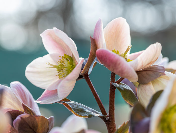 Growing Guide: How to Grow Hellebores