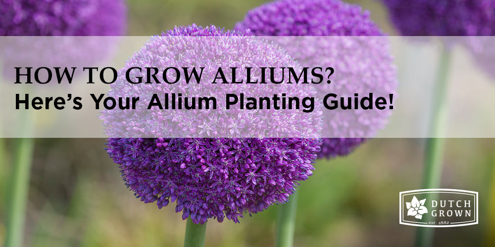 Allium Planting Guide How to Plant, Grow and Care for Alliums