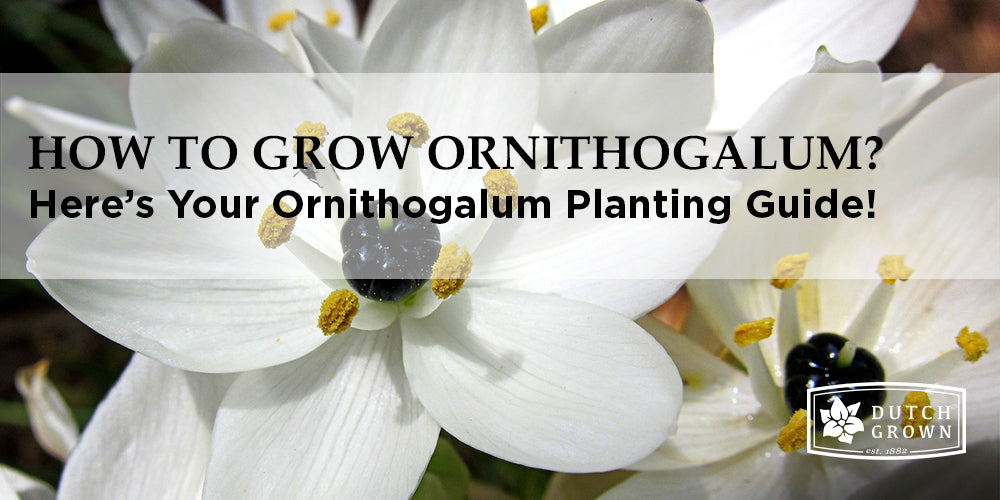 How to Grow Ornithogalum? DutchGrown™ Flower Bulbs