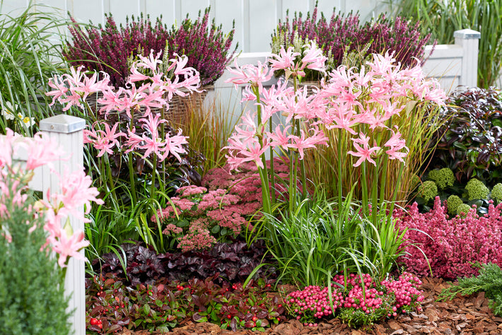 How to Plant Amarine