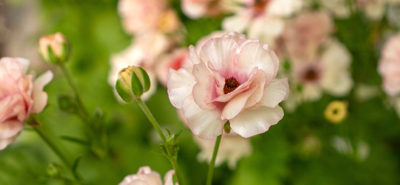 All About Ranunculus Butterfly™ Series - How To Grow These Beauties Successfully