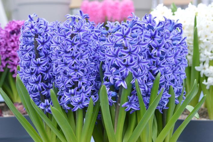 How To Care For Hyacinth Indoors?