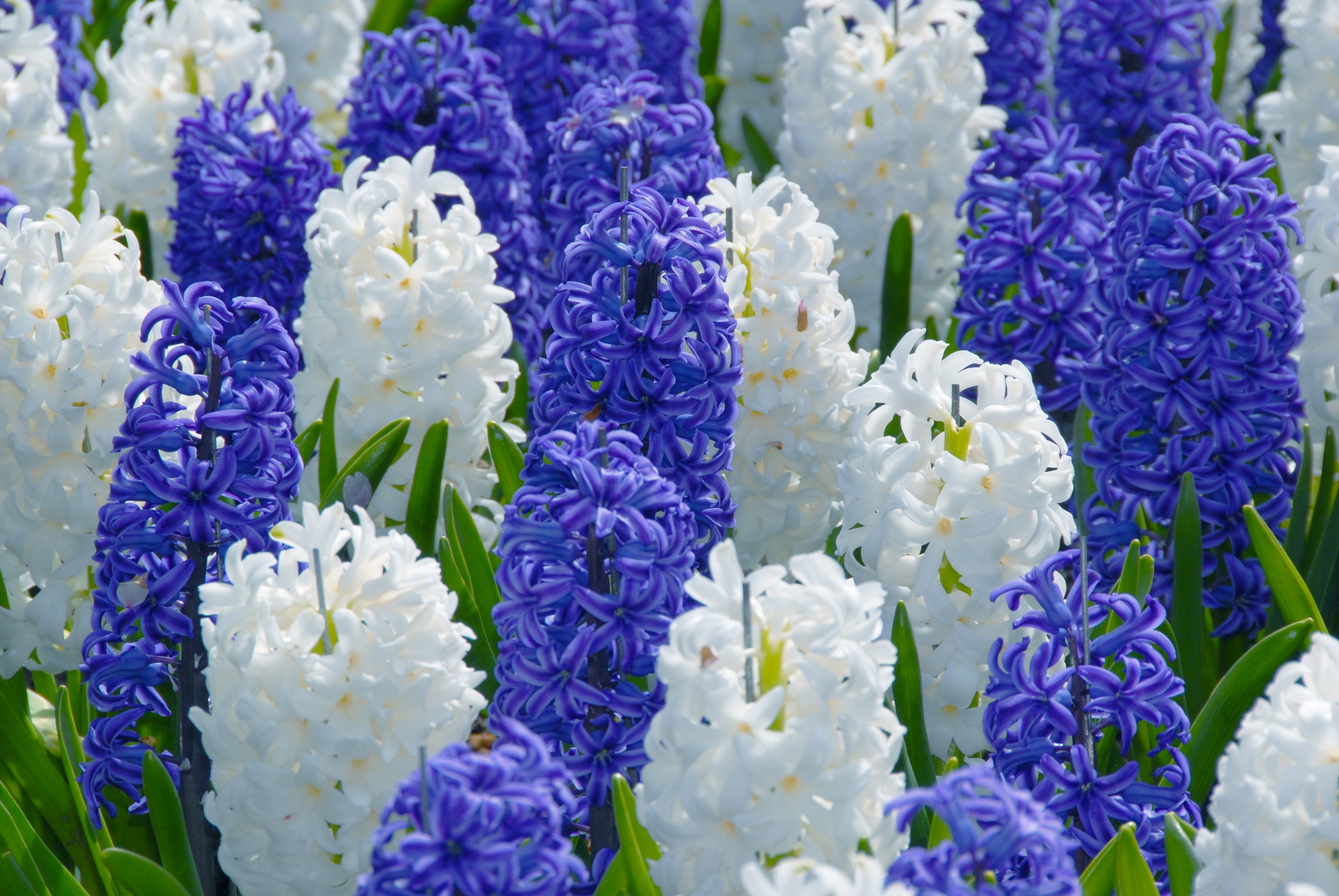 Hyacinth flower shop