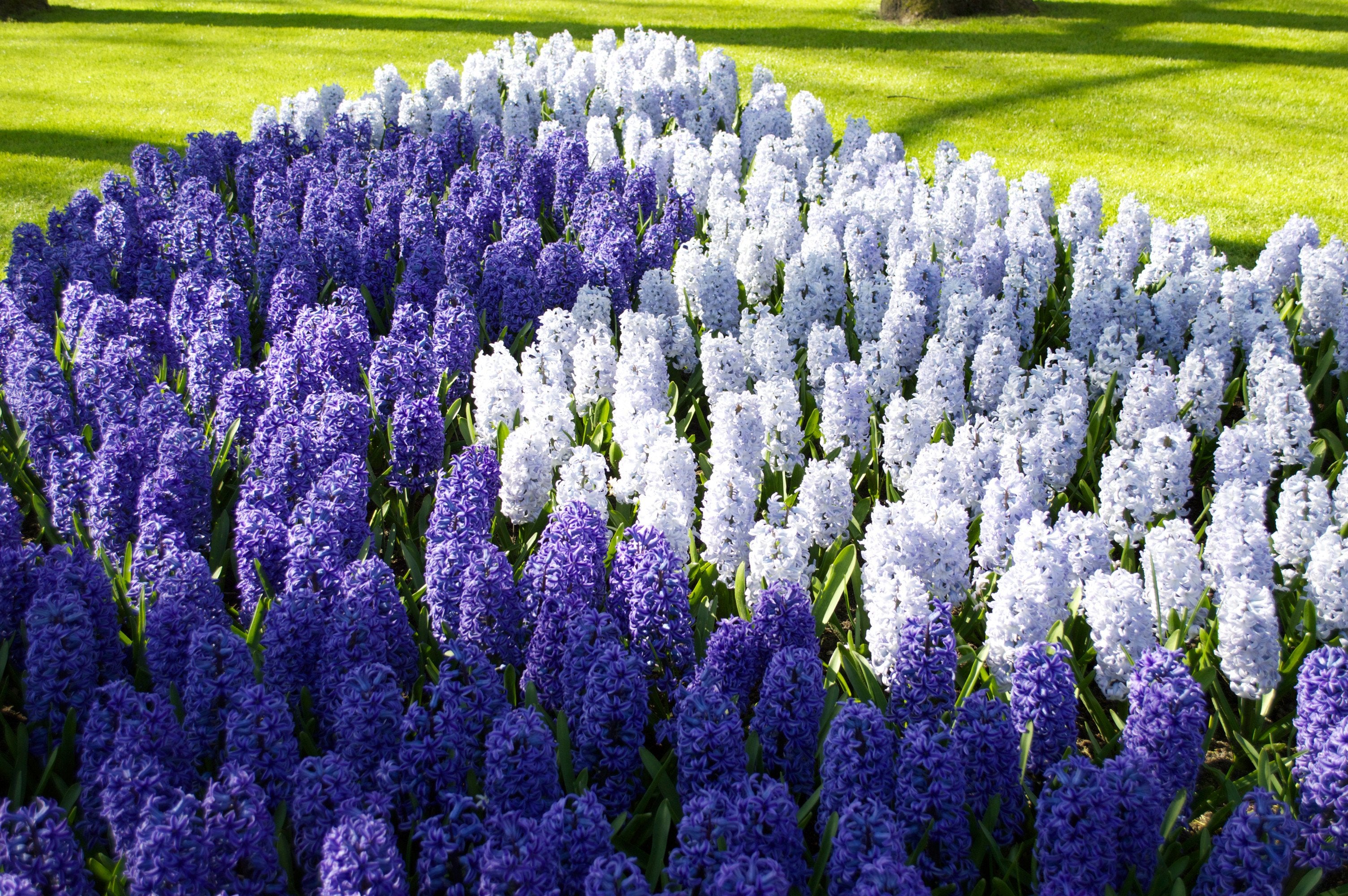 What to Do With Hyacinth Bulbs After Flowering? DutchGrown™