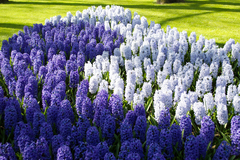 What to Do With Hyacinth Bulbs After Flowering